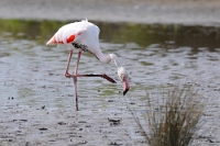 15083 Phoenicopterus roseus (Fenicottero rosa)